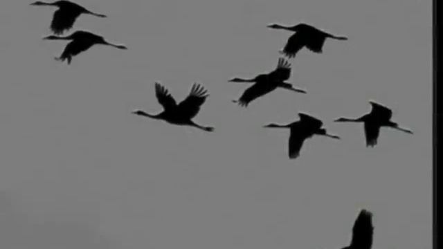 Песни военных лет- Журавли смотреть онлайн