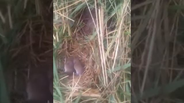 Мама мышь уносит мышат в новую норку смотреть онлайн