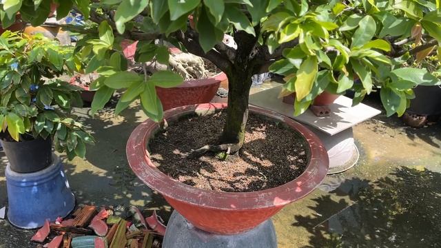 Những việc cần làm để làm tiền cho cây mai nhiều nụ sung khoẻ // 2-7 âm lịch смотреть онлайн