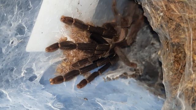 Odbieram kokon Amazonius burgressi!!! A nie, jednak nie odbieram, bo trochę się spóźniłem 🙃🙄 смотреть онлайн