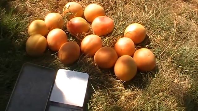 Визрів абрикос сорту Мелітопольський ранній смотреть онлайн