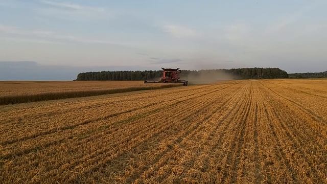 CASE IH AXIAL-FLOW 8250 с ЖАТКОЙ FD 135 от MacDon на уборке озимой пшеницы #NewHolland #CaseIH #CNH