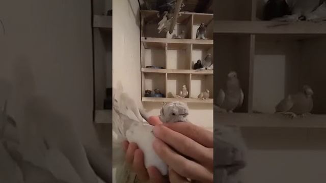Голубь двухчубый , уды самец. смотреть онлайн