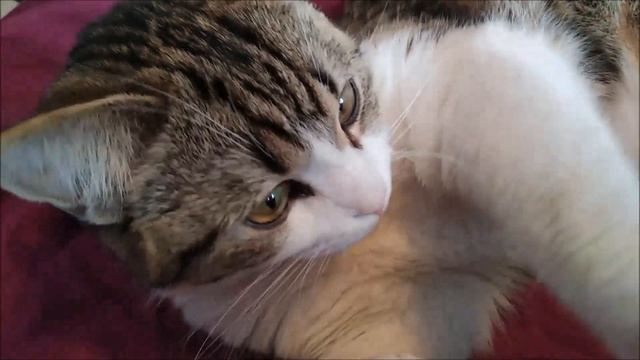 Мурчание моего котика 🐺 ASMR\ Purring cat смотреть онлайн