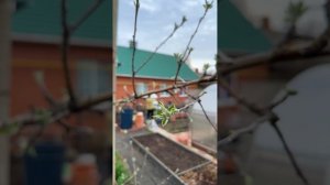 Надежные парники для защиты растений 🌱 🍅 🍆