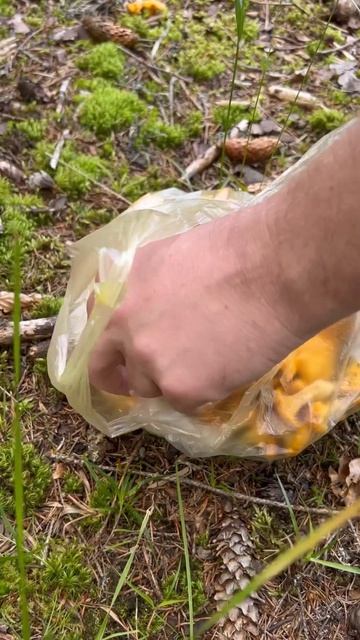 Пішли #гриби #лисички в Карпатах #карпати#ліс#картопля