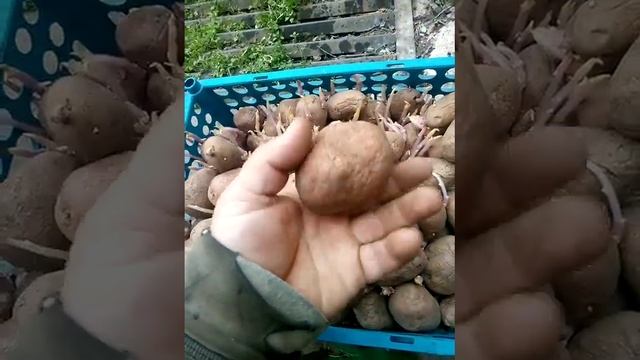 обзор картофеля ,нужно посадить в землю😇 смотреть онлайн