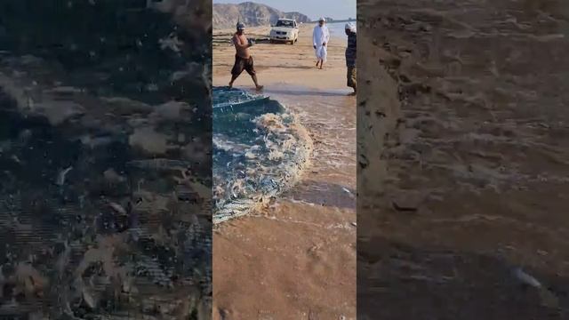 Акула откусила пальцы рыбаку смотреть онлайн