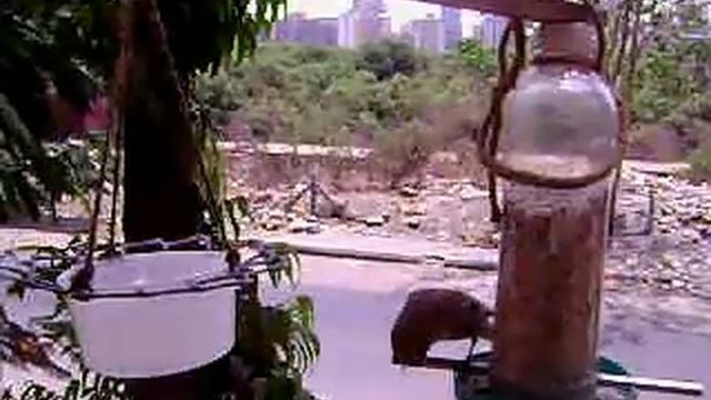 My home made bird feeder - Ramesh M. Jitkar смотреть онлайн
