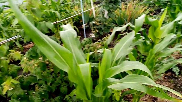 Кукуруза сорта 🌽🌽🌽БЕЛОСНЕЖКА!!! Очень Хорошо РАСТЁТ и РАЗВИВАЕТСЯ!!! 👍👍👍 2 августа 2023г. смотреть онлайн