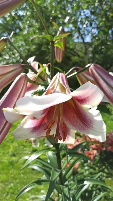 Лилии гиганты. ОТ- гибрид Passion Moon. смотреть онлайн