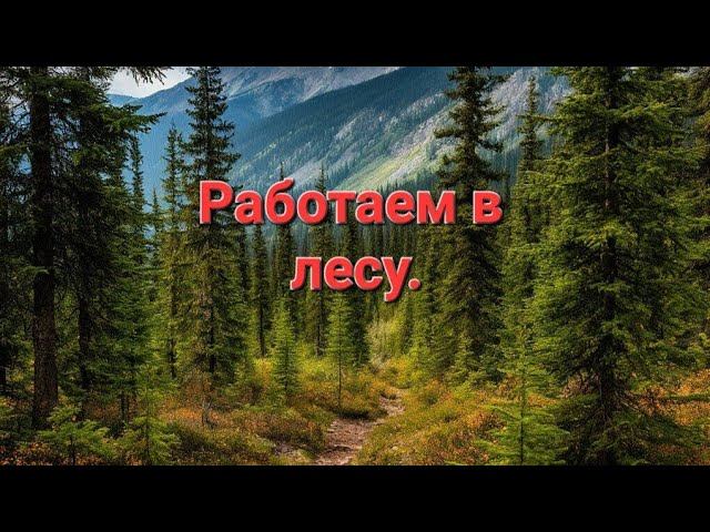 СБОР ЧАГИ. НА КАРАКАТЕ В ЛЕС ЗА ЧАГОЙ. смотреть онлайн