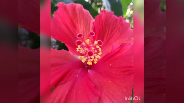 HUGE Hibiscus Flower смотреть онлайн
