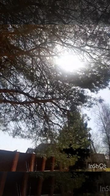 Сосна и солнечная погода.mp4 смотреть онлайн