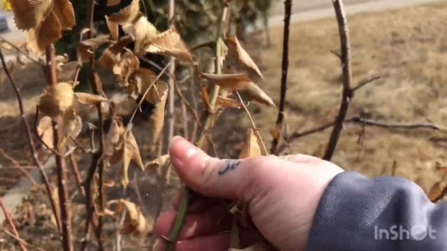 How To Prune A Rose Bush In Spring. смотреть онлайн
