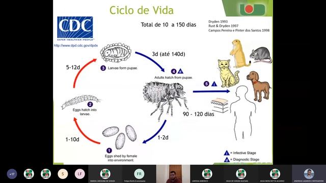 Controle de pulgas em cães e gatos смотреть онлайн