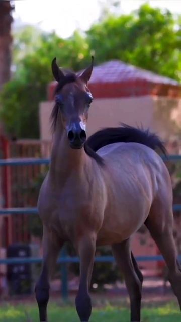 Arabian Horse/Horse Mating #shorts #viral смотреть онлайн