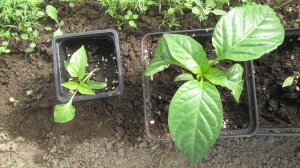 Первая подкормка рассады перца