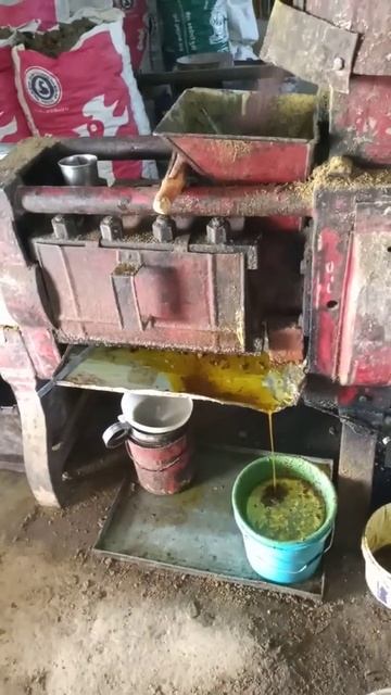 mustard oil process village | गांव में सरसों के बीज से लेकर सरसों के तेल तक की प्रक्रिया | #shorts смотреть онлайн
