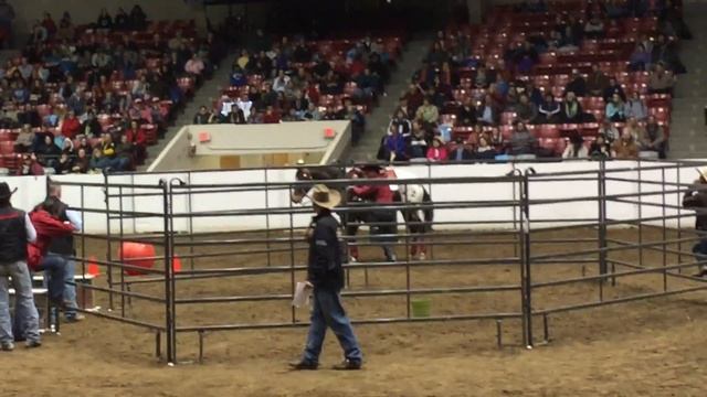 Sterling and Martin Schwartz at the 2016 Equine Affaire смотреть онлайн