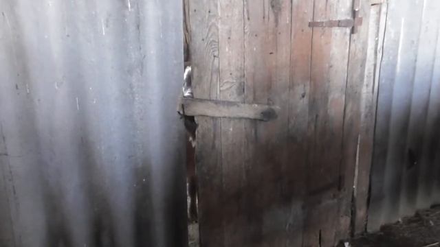 ШОК!!!!Козел открывает дверь ртом))))))SHOCK !!!! Goat opens the door with his mouth))))))))))))) смотреть онлайн