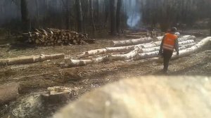 трелёвка леса Т40