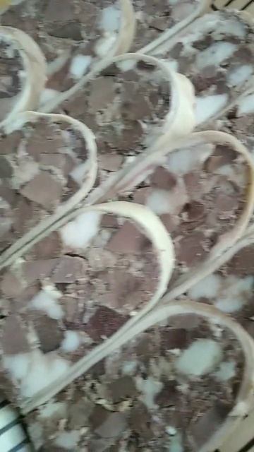 Невероятно вкусный домашний сальтисон!#shorts# сальтисон#short