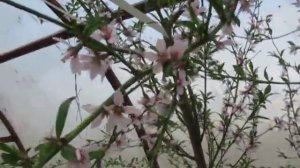 Персики Бродского 1