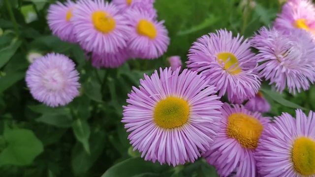 Эригерон или мелколепестник за 2 минуты подарит положительные эмоции и энергию благости смотреть онлайн