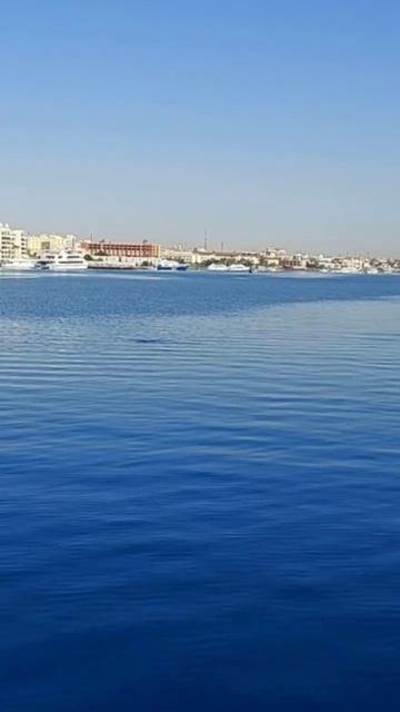 eg_hurghada #anime #shark #explore #بحر #bass #اكسبلور #blackpink #turtle #kvs #dolphin смотреть онлайн