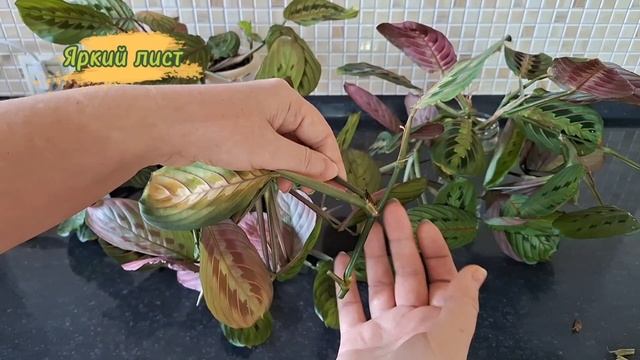 МАРАНТА: размножение черенкованием смотреть онлайн