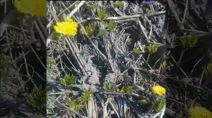 Полезная Мать и мачеха!Собираем!