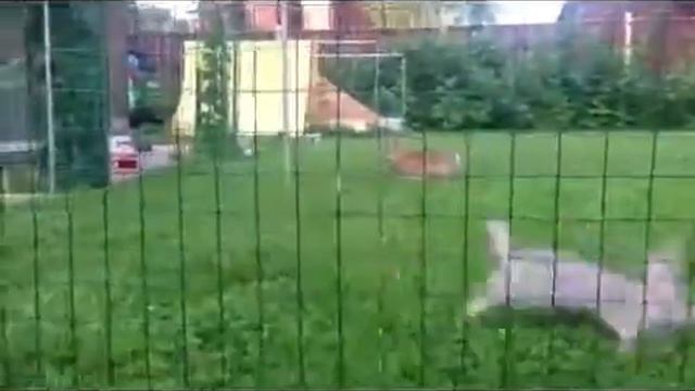 Кролик и кролики смотреть онлайн