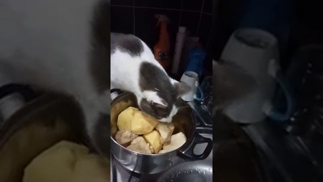 Мой любимый кот ест сырую картошку😂😂😂