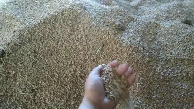 росте цена на зерно, наверное был рекорд урожая 🤔а может нихто не здае🤔 смотреть онлайн