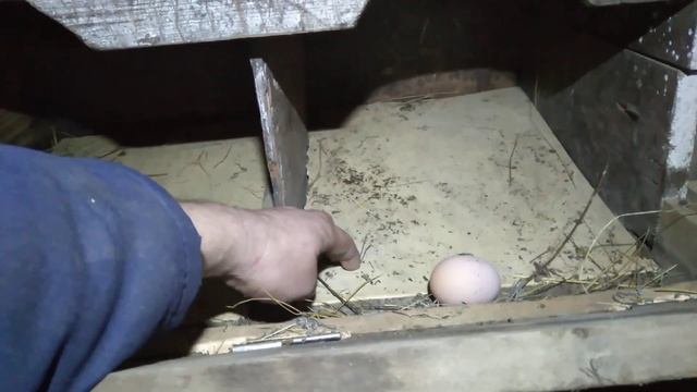 переделка простых гнёзд в гнёзда с яйцезборником смотреть онлайн