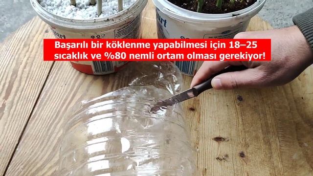 HORMONSUZ KÖKLENDİRME TOZU KULLANMADAN BAŞARI %100 смотреть онлайн