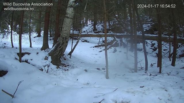 Badgers of Bucovina 🦡 Mystery Bird Appears 🐦 Появляется таинственная птица@stelianbodnari смотреть онлайн