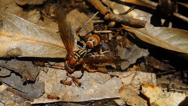 Pachycondyla harpax fighting with Tetramorium bicarinatum for prey смотреть онлайн