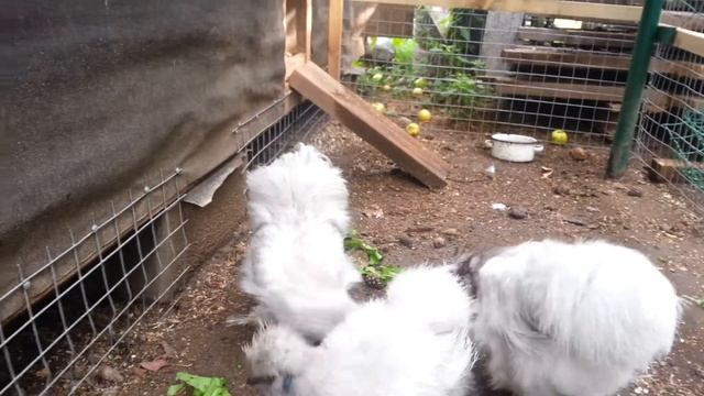 Лавандовые Шёлки в 5 мес