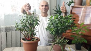 Основные ошибки при уходе за Крассулами | Толстянка | Денежное дерево