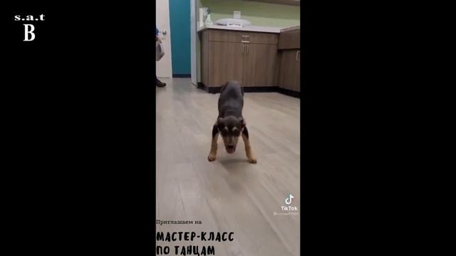 Щенок танцор