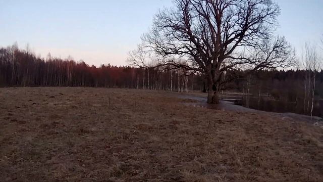 Охота на Вальдшнепа 2021