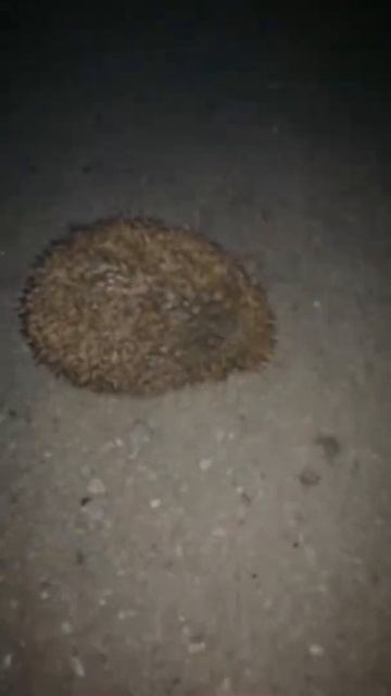 Лучшие покупки за месяц