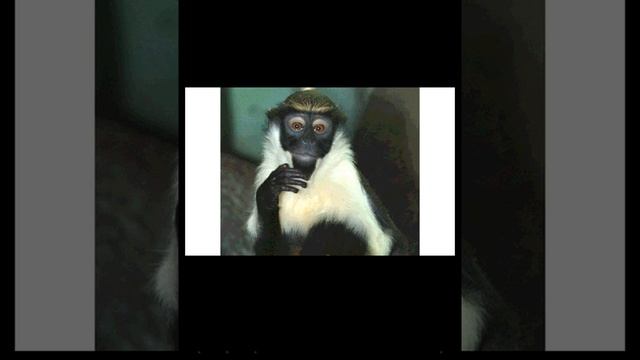 СЛАЙДшоу мартышка