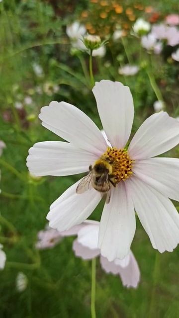 Космея #shorts #flowers #цветы #космея смотреть онлайн