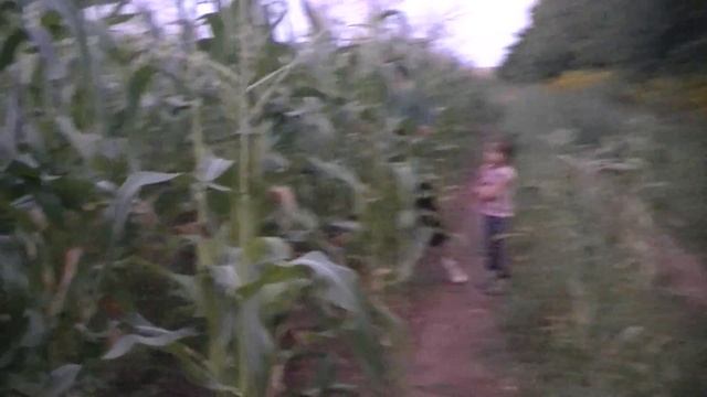 Сбор кукурузы! 06843 смотреть онлайн