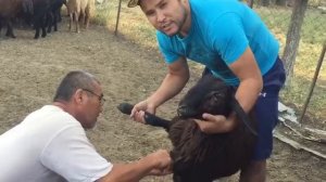 Прививка Гиссарских овец