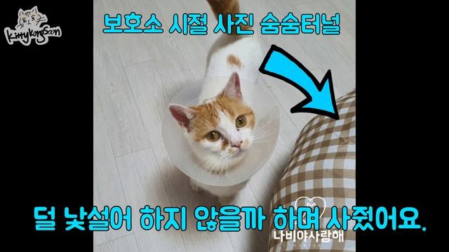 (고양이 입양 전 보면 좋은 영상) 안락한 보금자리, 콩순하우스를 소개합니다. смотреть онлайн