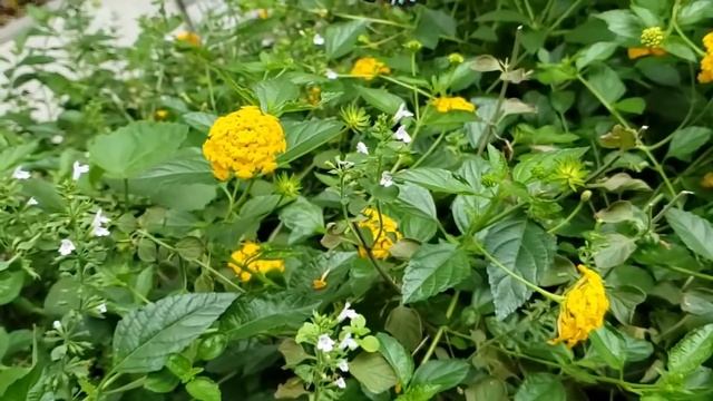 Самый острый кухонный нож из Хлеб смотреть онлайн